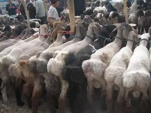 新疆人喜欢的美食