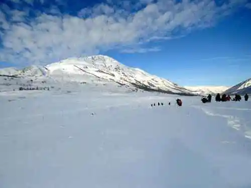 情迷禾木村白桦林中世外桃源