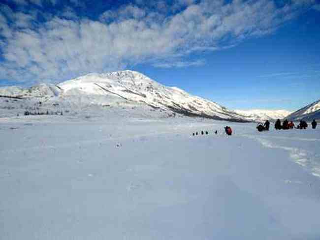 情迷禾木村白桦林中世外桃源,图三