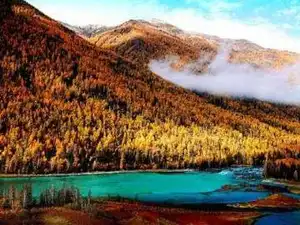 喀纳斯藏一片金黄的秋叶