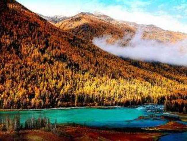 喀纳斯藏一片金黄的秋叶