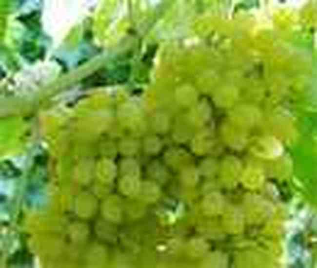 吐鲁番葡萄节：葡萄树下的狂欢,图七