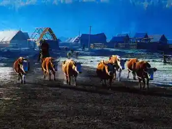 独自享受喀纳斯,图三