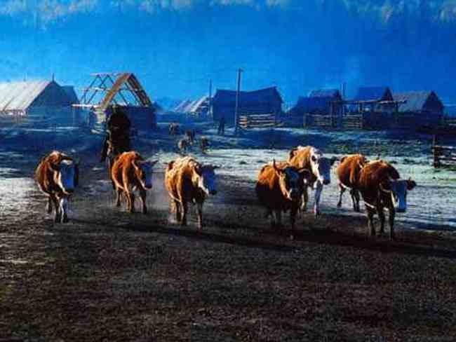 獨(dú)自享受喀納斯,圖三