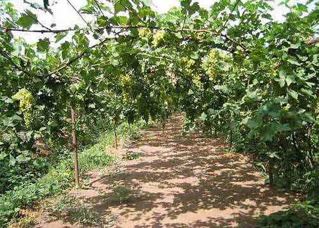 罗布泊穿越经过人间炼狱发现世外桃源,图十九