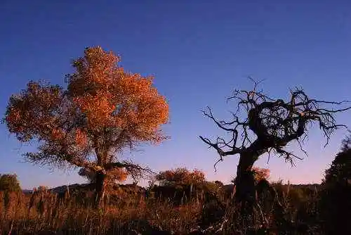 罗布泊漠游游梦想的下一站