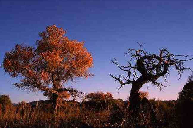罗布泊漠游游梦想的下一站,图三