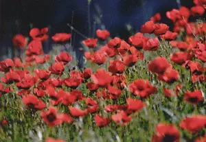 新疆伊犁哈萨克自治州巩留县旅游攻略