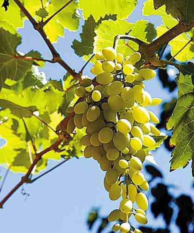 情迷美丽新疆看处处是风景恰似一幅画,图三