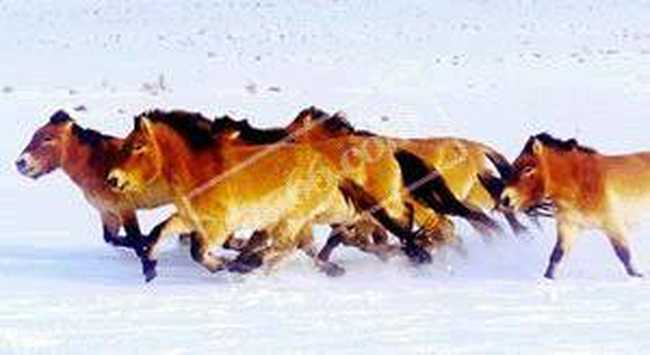 看万马奔腾景象野马饲养放生基地