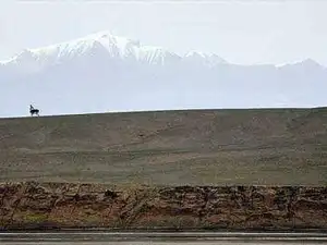 阿尔金：荒原上最后的壮美