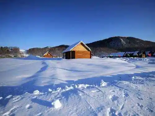 情迷禾木村白桦林中世外桃源