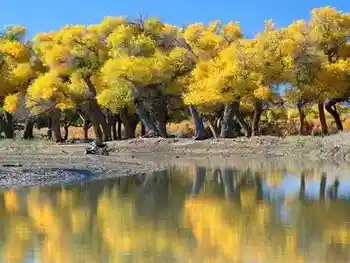 新疆赏秋精彩线路推荐,图二