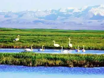 绝世惊艳！草原深处最美丽的天鹅湖,图三