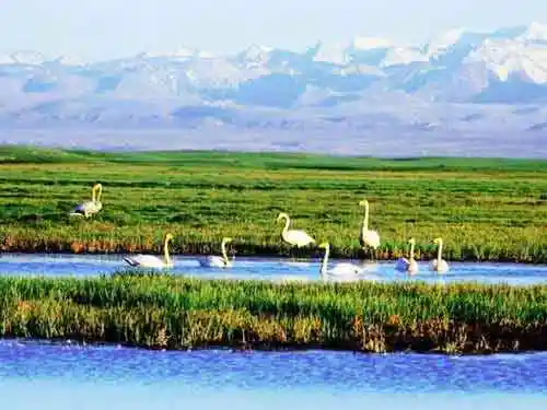 绝世惊艳！草原深处最美丽的天鹅湖