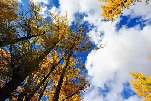 人间竟有如此仙境令人心驰神往的喀纳斯