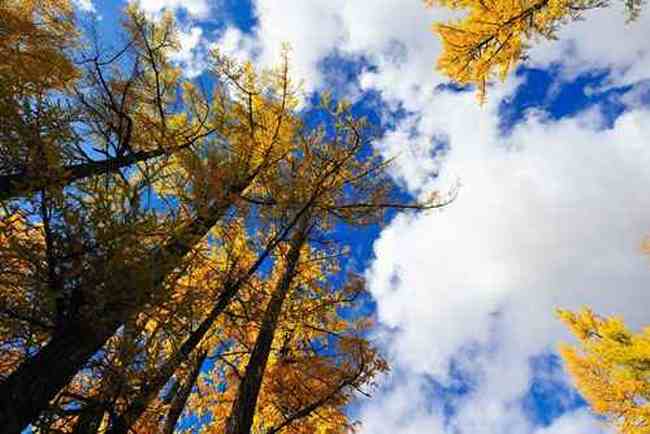 人间竟有如此仙境令人心驰神往的喀纳斯,图三