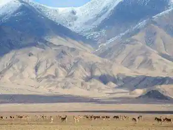 阿尔金：荒原上最后的壮美,图四