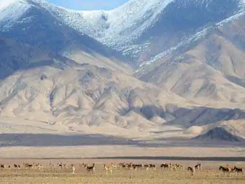 阿尔金:荒原上最后的壮美