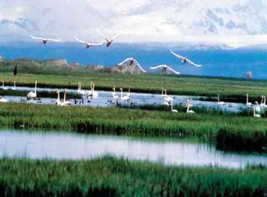 新疆和静县十大景点旅游攻略之一天鹅湖