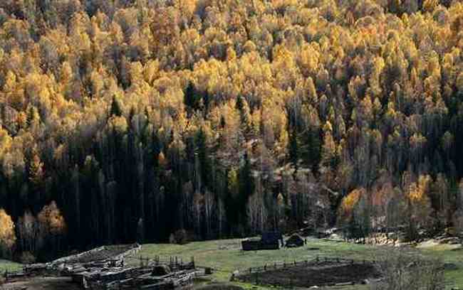 人间竟有如此仙境令人心驰神往的喀纳斯,图四