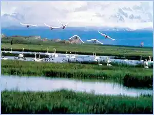 新疆和静县十大景点旅游攻略之一天鹅湖