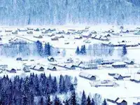 情迷禾木村白桦林中世外桃源