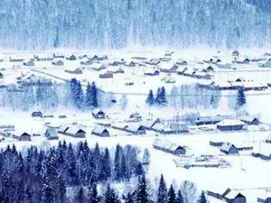 情迷禾木村白桦林中世外桃源