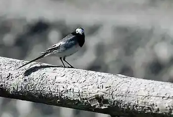 流浪是种浪漫徒步喀纳斯看路上最美风景,图九
