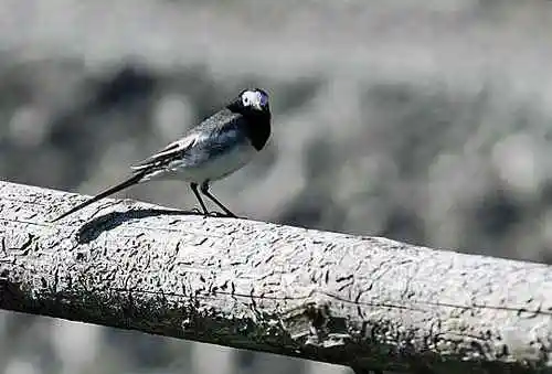 流浪是种浪漫徒步喀纳斯看路上最美风景
