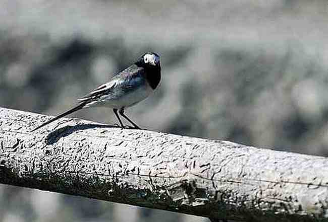 流浪是种浪漫徒步喀纳斯看路上最美风景,图九