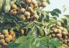 宁德地方购物特产综述