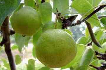 廊坊购物特产介绍,图二