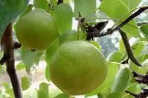 廊坊购物特产介绍