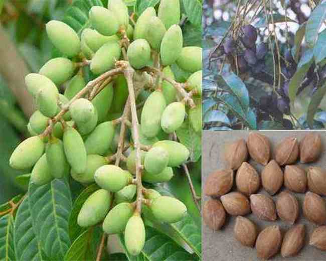 崇左特产一览,图一