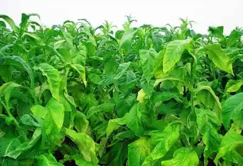 齐齐哈尔地方特产综述