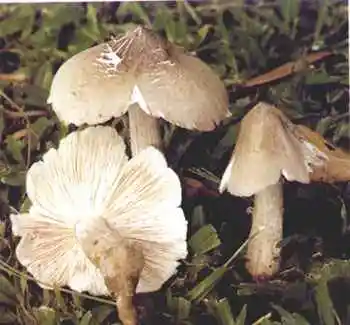 曲靖地方特产综述