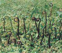 绥化野生植物特产