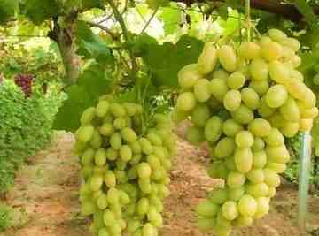 张家口特产总汇