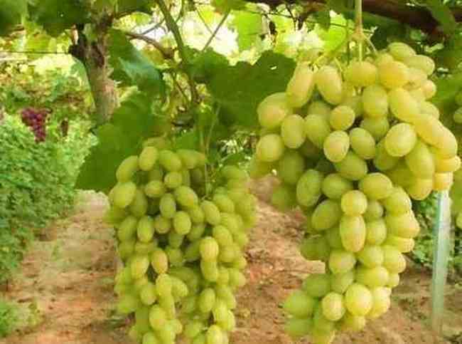 张家口特产总汇