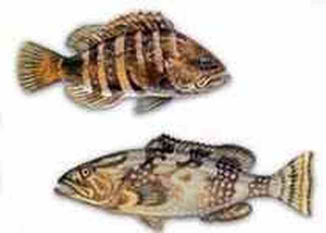 寧波特產(chǎn),圖四