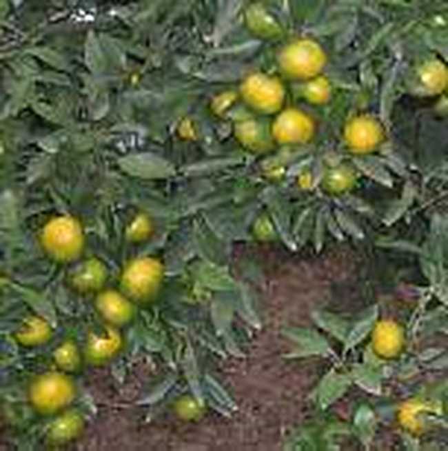 常德购物介绍,图二