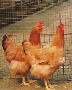 齐齐哈尔地方特产综述