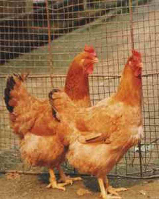 齐齐哈尔地方特产综述,图二