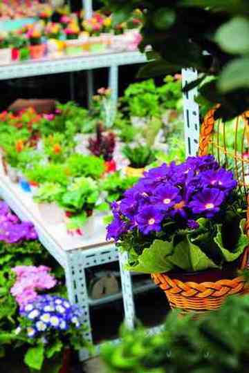 北京购花攻略,图一