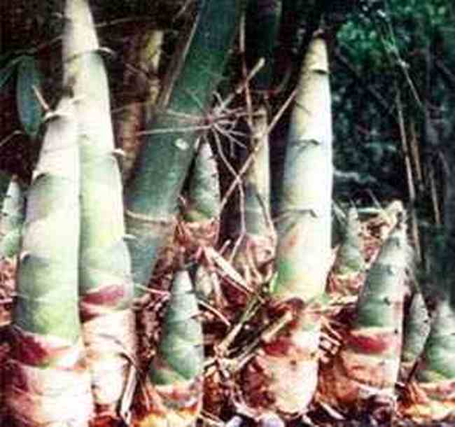 崇左特产一览,图二