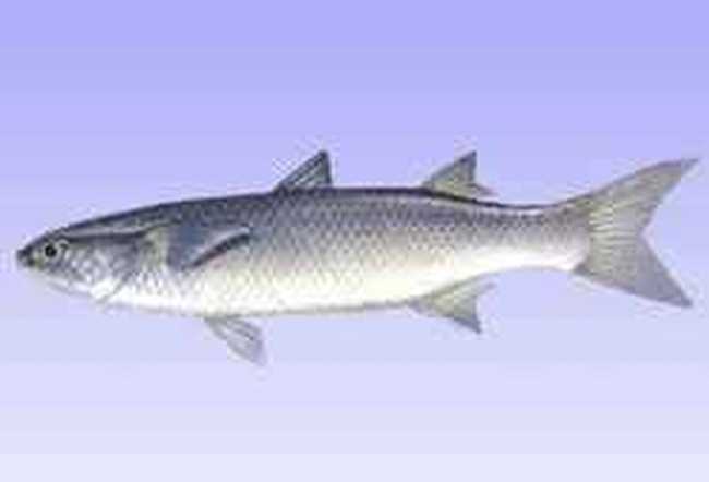 万宁特产推介,图三