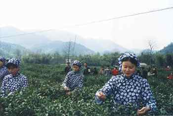 湖州特产推荐,图四