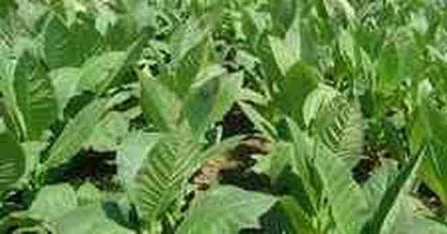 许昌购物特产,图三