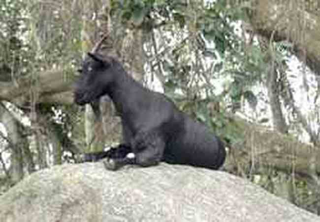 万宁特产推介,图一